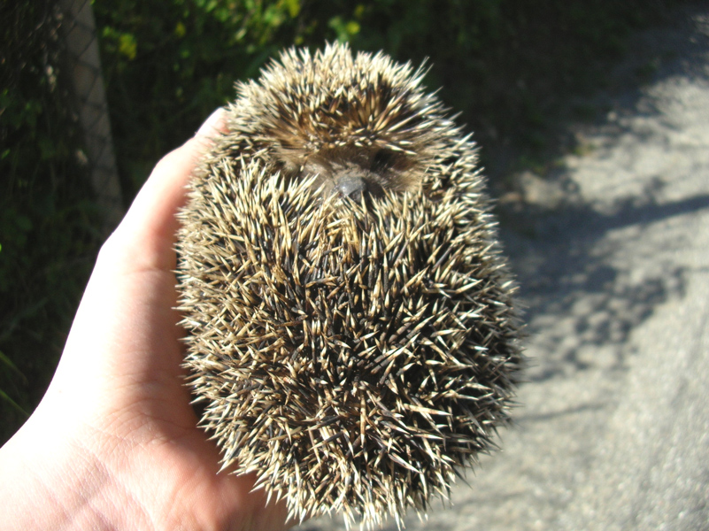 Riccio (Erinaceus europaeus)
